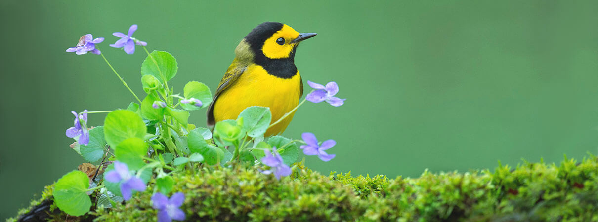 The Hooded Warbler is one of approximately 800 migratory bird species regularly found in the United States. Photo by Ray Henessy/Shutterstock