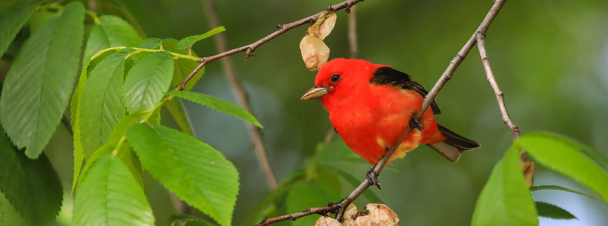 Scarlet Tanagers and other migratory birds face increased threats from changes to the implementation and enforcement of the Migratory Bird Treaty Act. Photo by Liam Goodner/Shutterstock