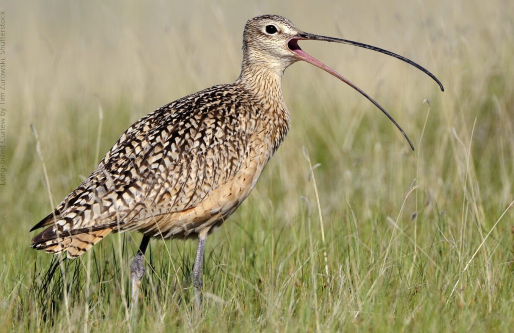 Long-billed-Curlew, Tim Zurowski, Shutterstock