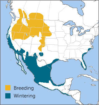 Long-billed Curlew range map