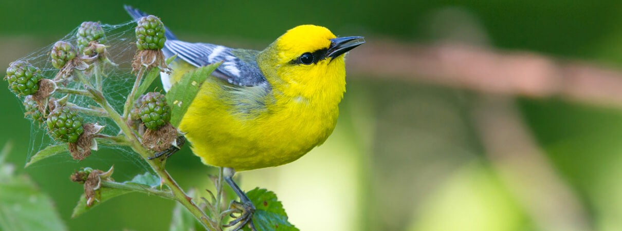 Blue-winged Warbler - American Bird Conservancy