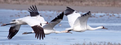 Whooping Crane - American Bird Conservancy