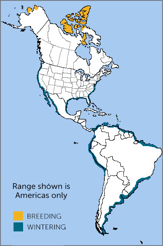 Red Knot range map, NatureServe