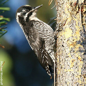 The Acorn Woodpecker is one of 23 types of woodpeckers that can be found in the United States.