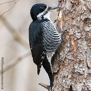 Black-backed Woodpecker