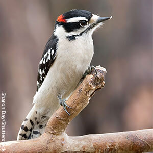 23 types of woodpeckers are native to the U.S., including the Downy Woodpecker