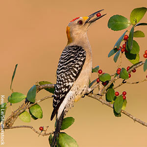 The Golden-fronted Woodpecker is one of 23 types of woodpeckers found in the United States.