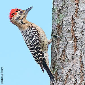Ladder-backed Woodpeckers are one of 23 native woodpecker species that live in the United States.