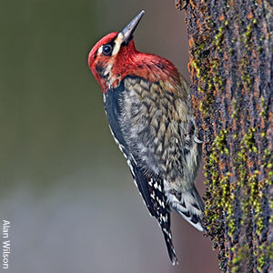 Red-breasted Sapsucker