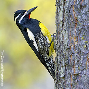 Williamson's Sapsucker is one of 23 native types of woodpeckers found in the United States.