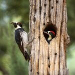 Acorn Woodpecker feeding young. Photo by AZ_Brian Magnier, Shutterstock.