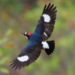 Acorn Woodpecker in flight. Photo by Greg Homel, Natural Elements Productions.