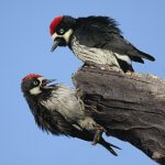 Acorn Woodpeckers. Photo by Steve Byland, Shutterstock.