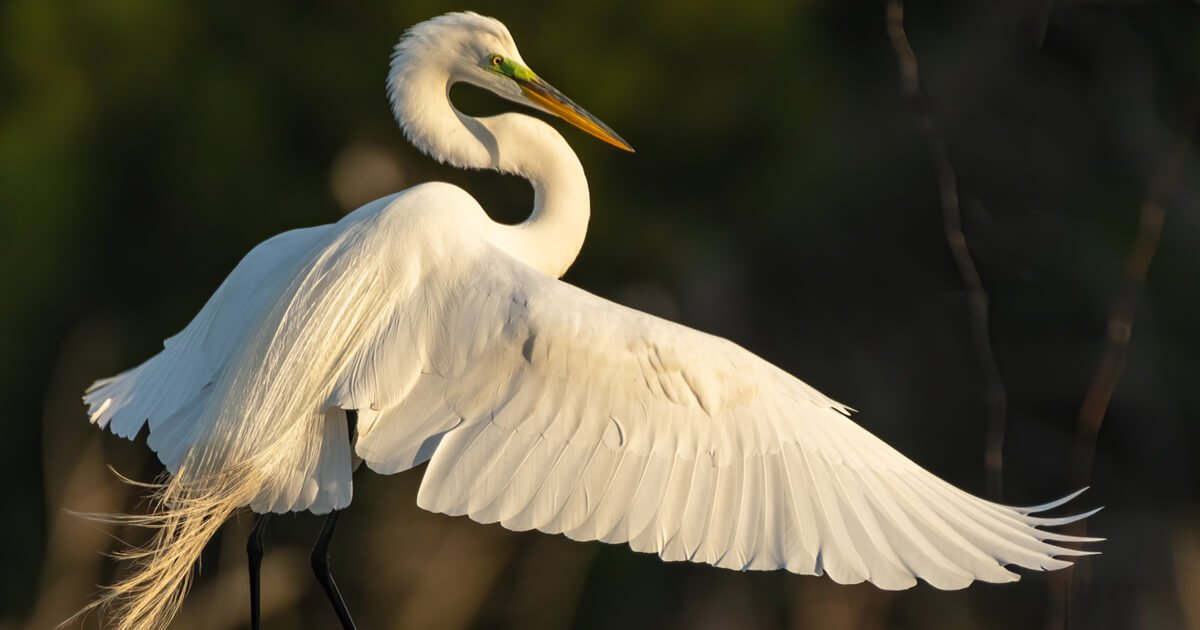 Great Egret - American Bird Conservancy