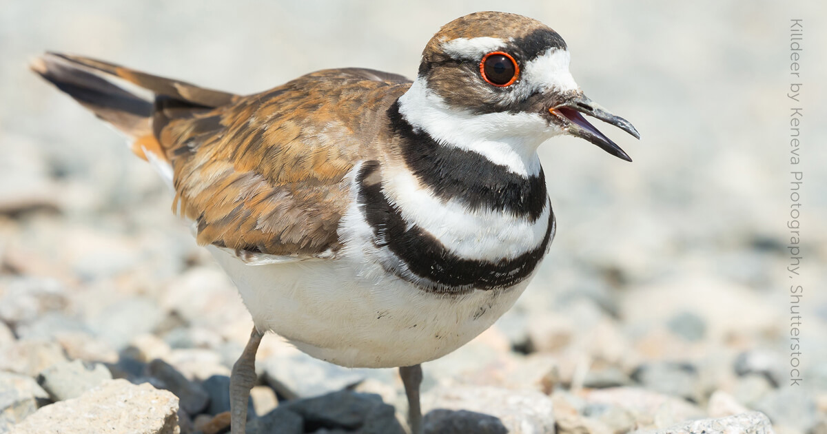 Killdeer - American Bird Conservancy