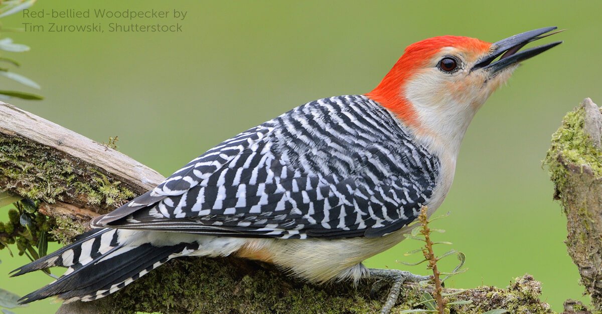 Forkludret Smitsom sygdom Skuldre på skuldrene Red-bellied Woodpecker - American Bird Conservancy