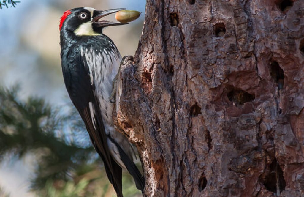 Acorn Woodpecker. Photo by Karl Krueger.