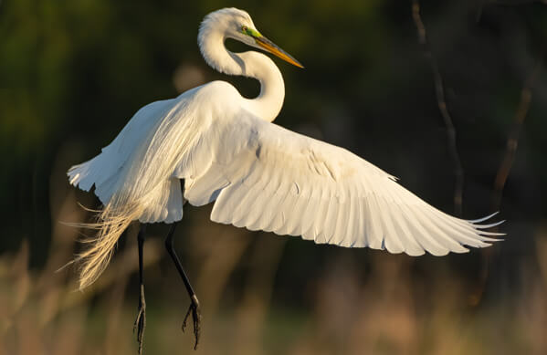 Great Egret - American Bird Conservancy