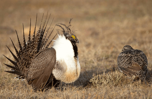 Nevada Court Protects Nesting Bi-State Sage-Grouse from Off-Road ...