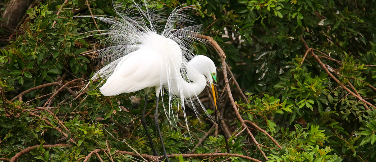 Great Egret - American Bird Conservancy