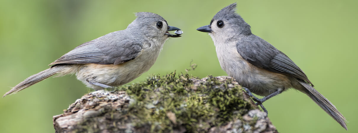 Tough titmouse meaning