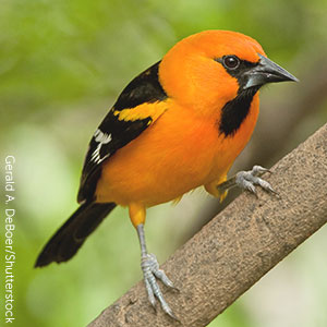 Altamira orioles are one of the many types of orioles found in the United States