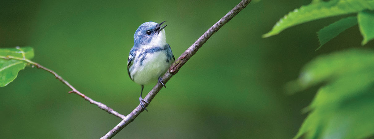 Cerulean Warbler. Photo by Ray Hennessy/Shutterstock