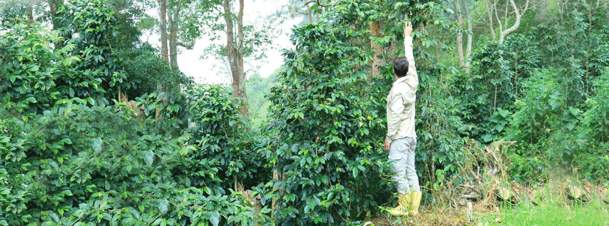 A field technician checking shade-grown coffee at a Venezuelan plantation. Photo by Gerhard Hoffman/Alamy Stock Photo