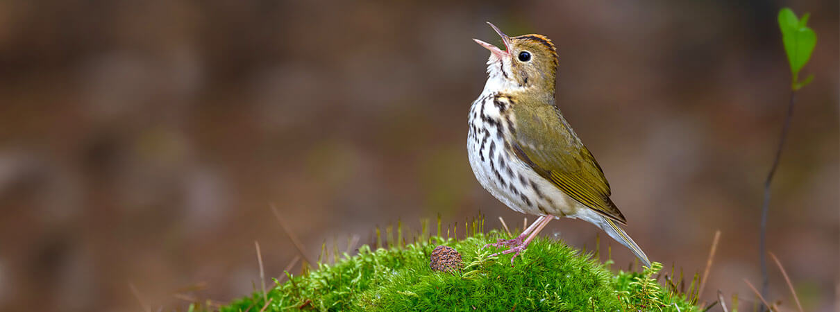 Ovenbird. Photo by FotoRequest/Shutterstock