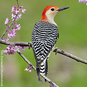 The Red-bellied Woodpecker and 22 other woodpeckers species are native to the United States.