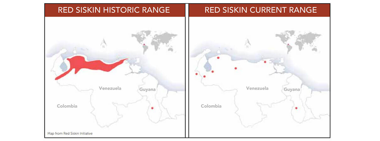 Red Siskin range map. Map from Red Siskin Initiative