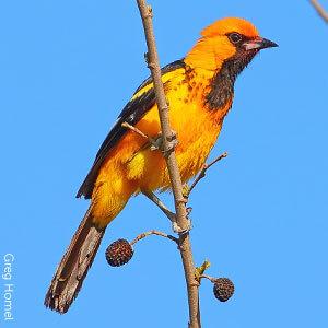 The Spot-breasted Oriole is one of eight orioles species in the United States