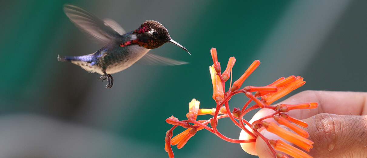 Fascinating facts about hummingbirds