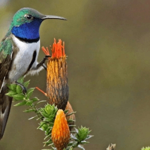 A male Blue-throated Hillstar perches on its favorite flowering plant – the Chuquiragua. Photo by Roger Ahlman