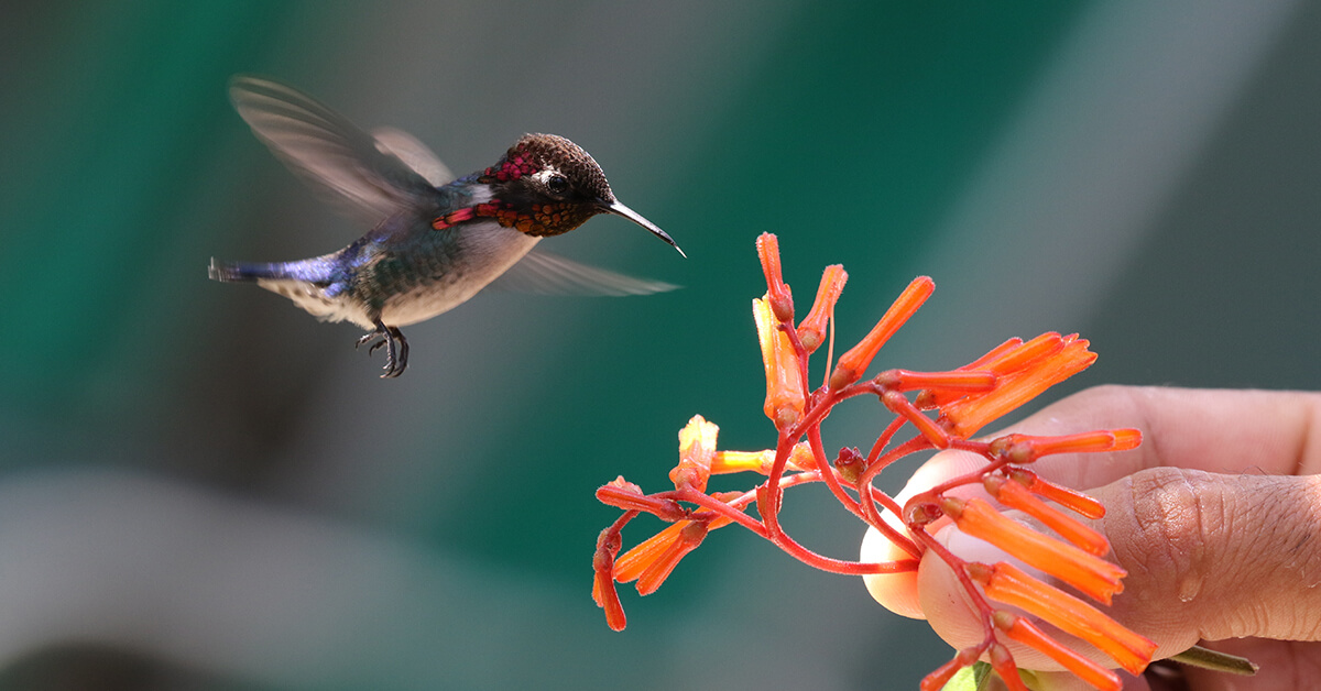 Introduction to Hummingbirds