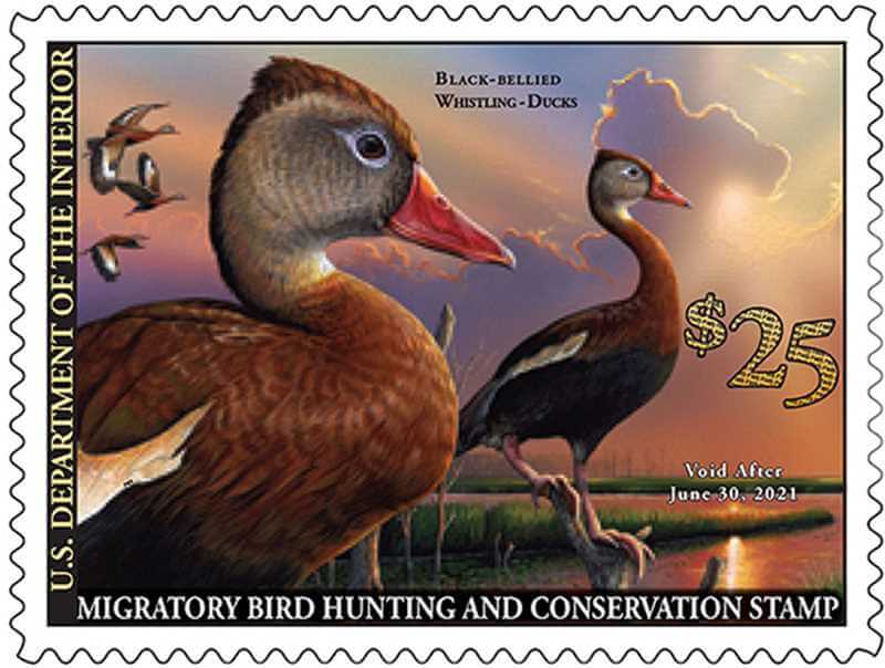 New Federal Songbird Stamp Explored as a Means to Boost Bird