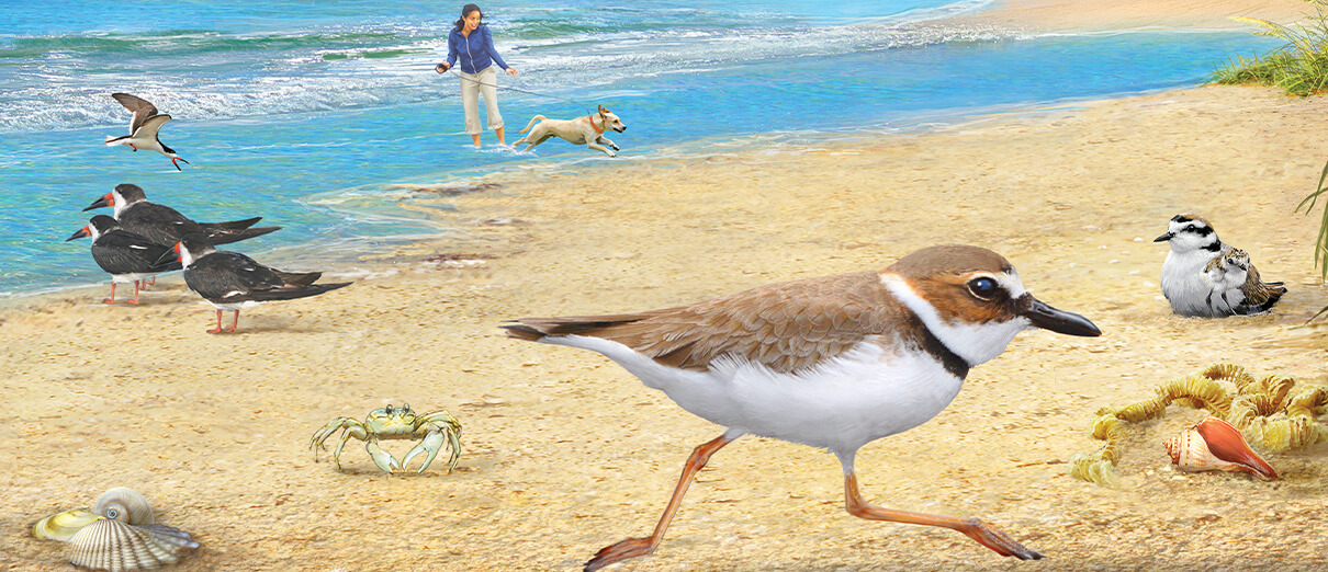 Gulf Coast birds illustration