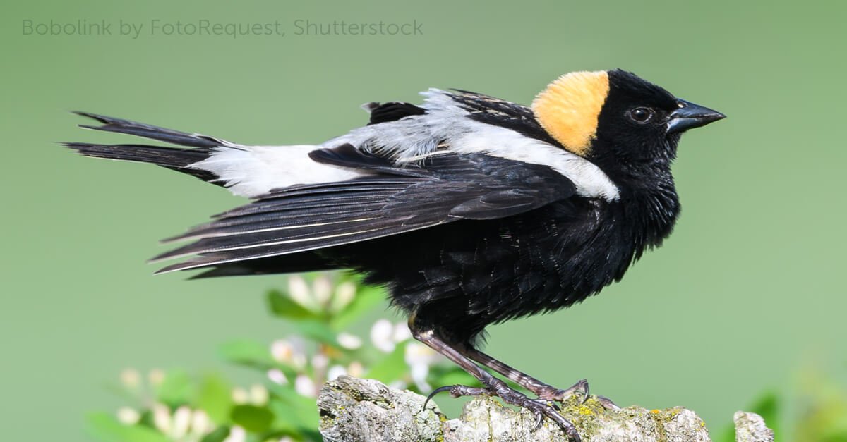 bobolink nest