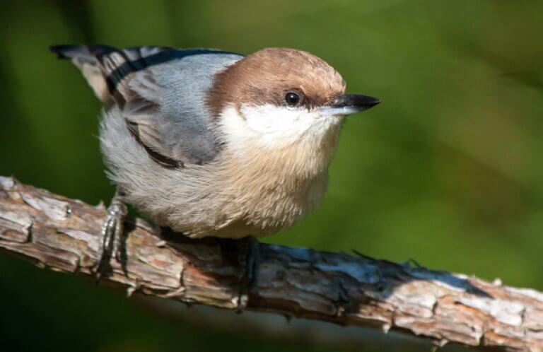 Brown-headed Nuthatch