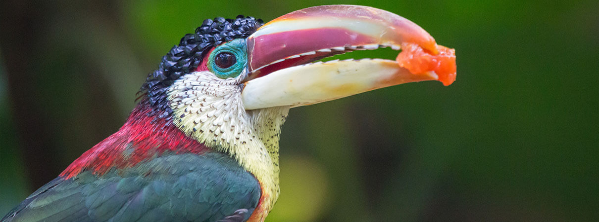 Five Marvelous Birds Of The Rainforest Amazing Facts Photos And Video