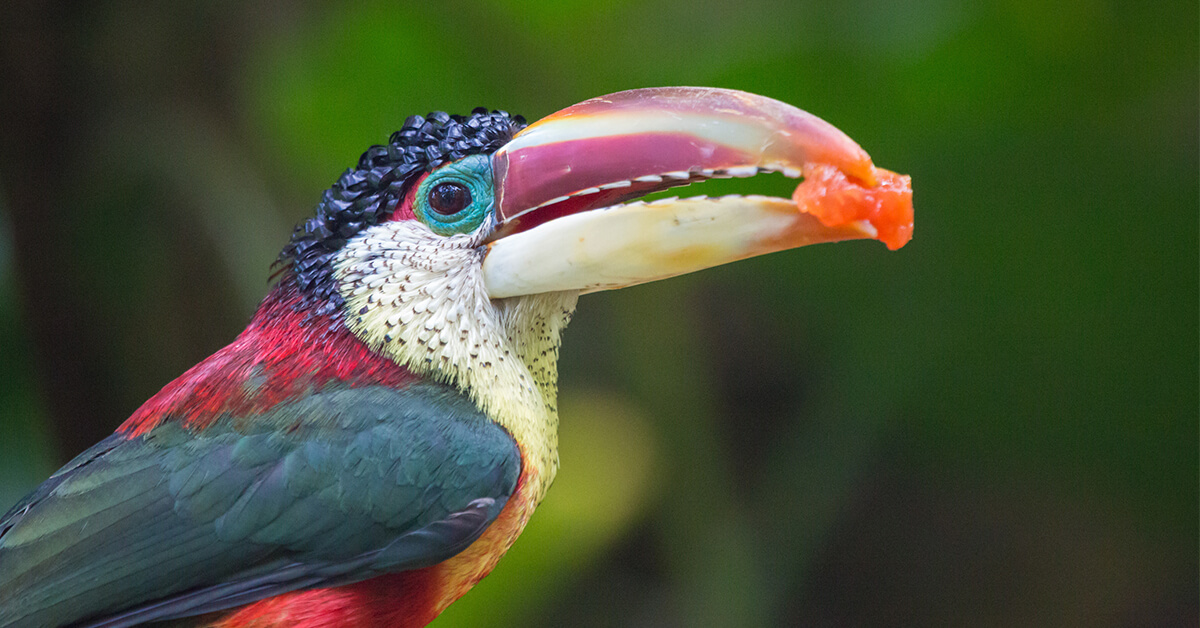 Five Marvelous Birds of the Rainforest - Amazing Facts, Photos, and Video