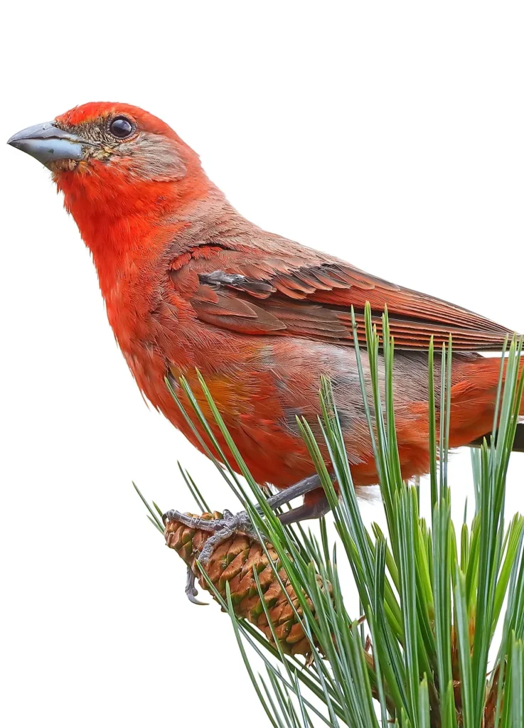 Male Hepatic Tanager. Photo by Greg Homel/Natural Elements Productions.