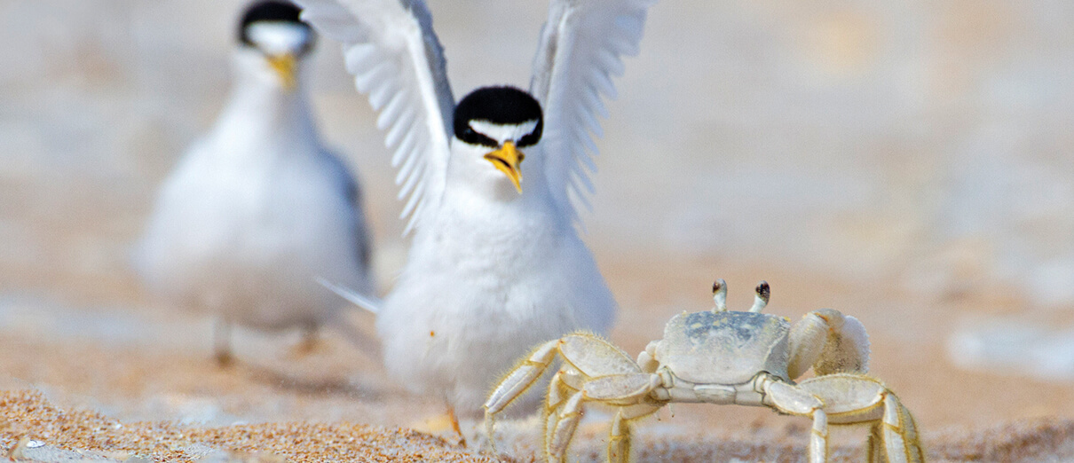 Least Terns and other beach birds live among many other beach creatures, including ghost crabs.