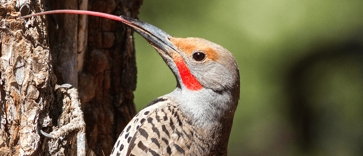 Northern Flicker showing elongated tongue adapted for catching ants