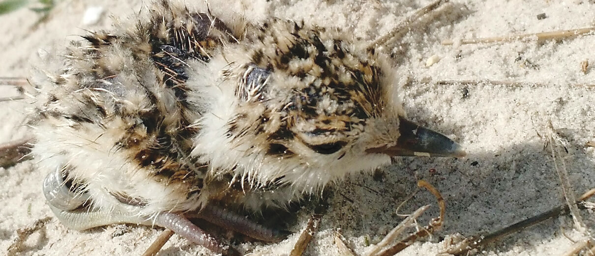 Wilson's Plover chick. Wilson's Plovers are beach birds.