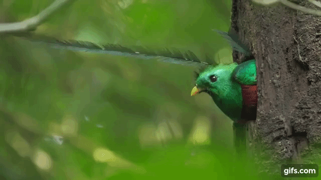 https://abcbirds.org/wp-content/uploads/2020/09/Resplendent-Quetzal-Gif.gif
