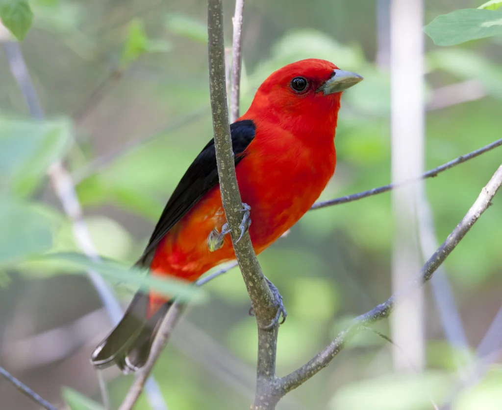 Male Scarlet Tanager. Photo by Larry Master/masterimages.org.