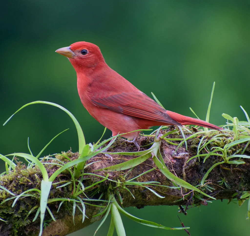 Summer Tanager. Photo by Christopher Becerra/Shutterstock.