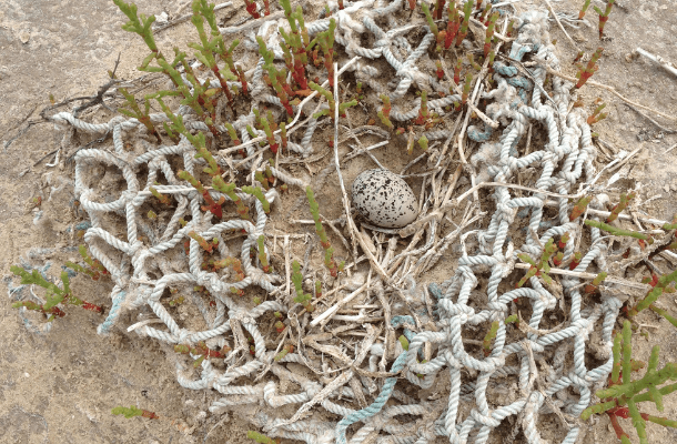 A Wilson Plover created a nest among this fish net. It is a potential entanglement threat to the adult birds and chick to hatch. Photo by Kristen Vale