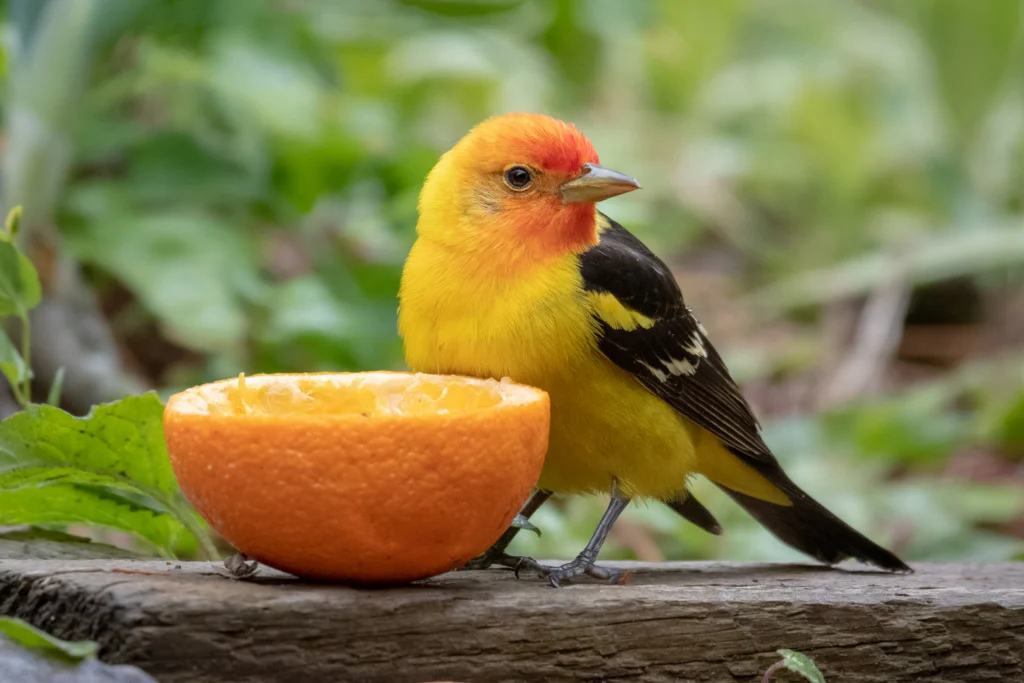 Western Tanager at orange feeder. Photo by Eivor Kuchta, Shutterstock.